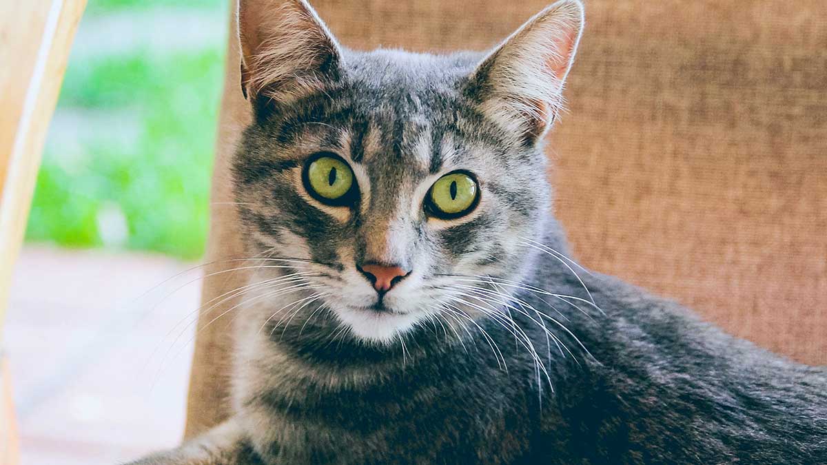 Γρίπη στη γάτα - Ποια είναι τα συμπτώματα;