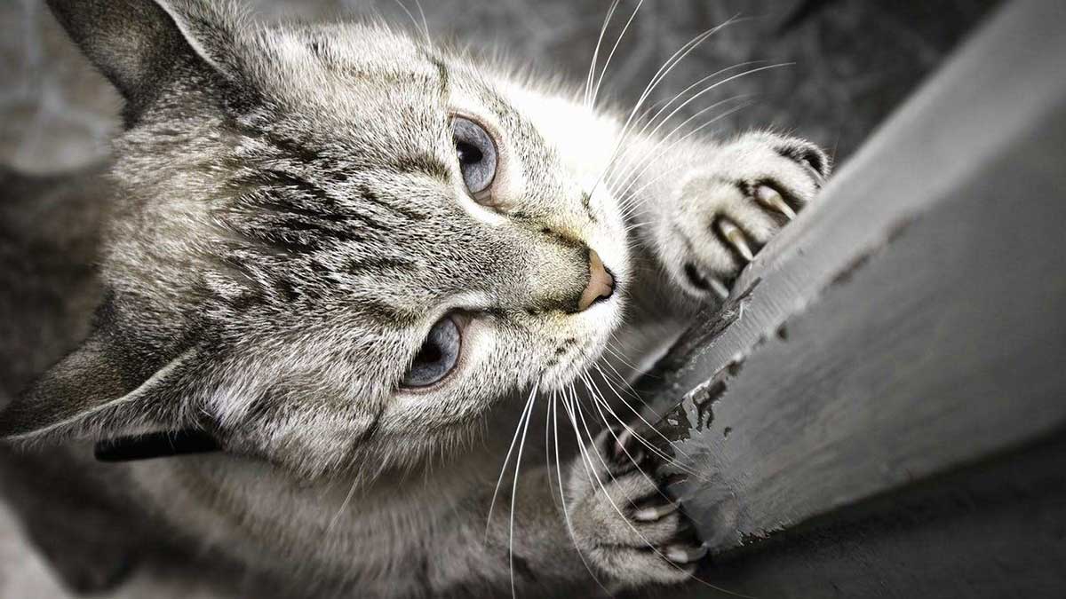 Γιατί η γάτα ξύνει με τα νύχια της τα έπιπλα;
